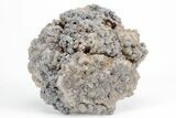 Agatized Fossil Coral Geode - Florida #213002-1